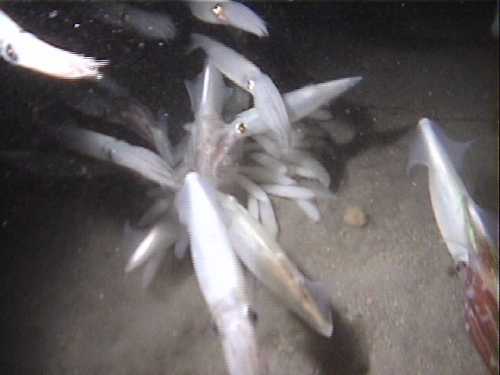 Underwater lights illuminate a dozen white market squid swimming and hovering over several dozen white elongate egg cases on the sea floor.  