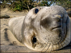 Juvenile elephant seal.