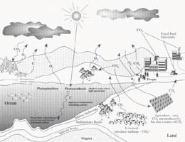 Ecology Biogeochemical cycles Wikibooks open books for an open world